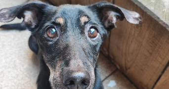 elena dog sitter à LYON 03 69003_2