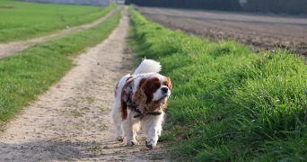 sylvain pet sitter à VERNEUIL L ETANG 77390_2