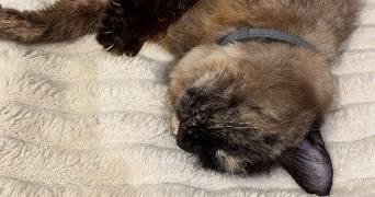 eline pet sitter à LAXOU 54520_2