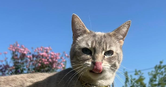 susie pet sitter à RENNES 35000_0