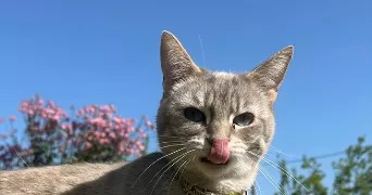 susie pet sitter à RENNES 35000