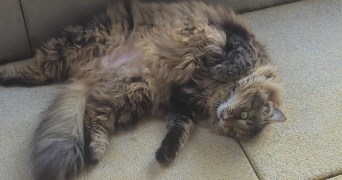 mélanie pet sitter à CONTAMINE SUR ARVE 74130_1