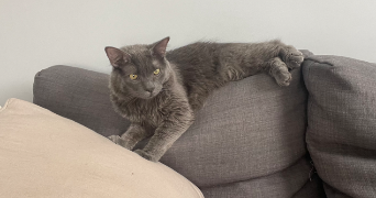 jade pet sitter à Bordeaux  33300_3