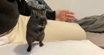 marie pet sitter à BORDEAUX 33000_3