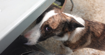 maiténa pet sitter à ST ORENS DE GAMEVILLE 31650_1