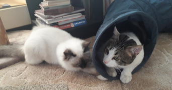 emeline pet sitter à ASNIERES SUR SEINE 92600_7