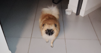 cindy pet sitter à NEUVILLE SUR OISE 95000_5