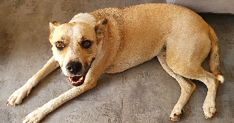 audrey pet sitter à DOUVRES LA DELIVRANDE 14440_3