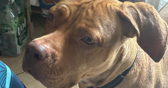 flavie pet sitter à RUEIL MALMAISON 92500_3