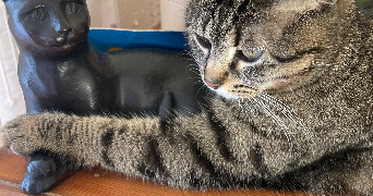 coline pet sitter à Thiant 59224_3
