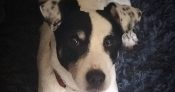 sylvie pet sitter à CEINTREY 54134_9