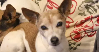 celine pet sitter à BESSE SUR ISSOLE 83890