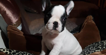 cassandre pet sitter à VILLELONGUE DE LA SALANQUE 66410_4