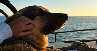 léna pet sitter à LEOGNAN 33850_6