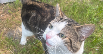 carine pet sitter à MONTREUIL 93100_2