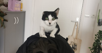 angèle pet sitter à PARIS 12 75012_1