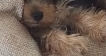 annabelle pet sitter à ST GEOIRE EN VALDAINE 38620_7