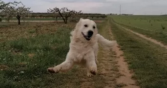 jonathan dog sitter à JOIGNY 89300