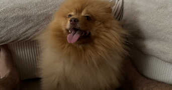 antoine pet sitter à GOURNAY SUR MARNE 93460_1