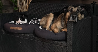 valerie pet sitter à GAGNY 93220_3