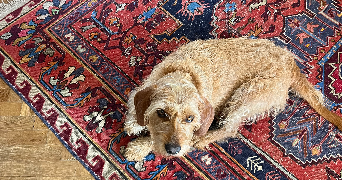 prune pet sitter à ANGERS 49000_1