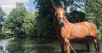 noemie pet sitter à BRIONNE 27800_2