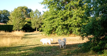 lina pet sitter à CESTAS 33610_7