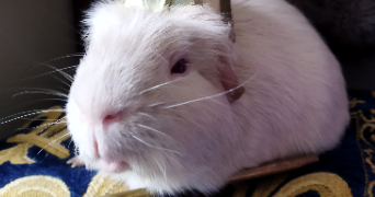 elisabeth pet sitter à TROYES 10000_3