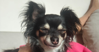 bruno pet sitter à FARAMANS 01800_7