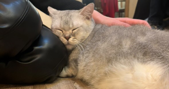 alice pet sitter à PARIS 16 75016_3