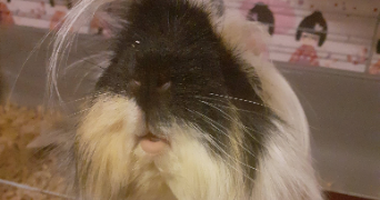 ruby pet sitter à REALMONT 81120_11