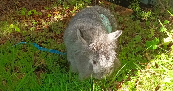 léonie pet sitter à DAMMARTIN EN GOELE 77230_4