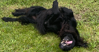 aurelie pet sitter à ST REVEREND 85220_1