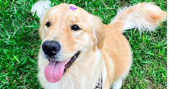 yzadora pet sitter à NIMES 30000_2
