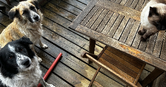 solene pet sitter à MINZIER 74270_2