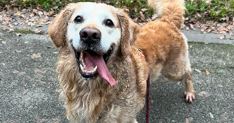 alexia pet sitter à JOUE LES TOURS 37300_9