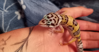 maëlle pet sitter à PARIS 19 75019_1