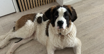 zoé pet sitter à fleury sur orne 14123_1