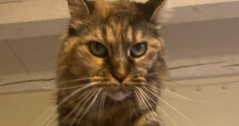 thulane pet sitter à TASSIN LA DEMI LUNE 69160_11