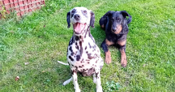 benedicte pet sitter à Longeau percey 52250_5