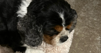 constance pet sitter à MARCQ EN BAROEUL 59700_1