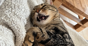 anaïs pet sitter à CHALONNES SUR LOIRE 49290_0