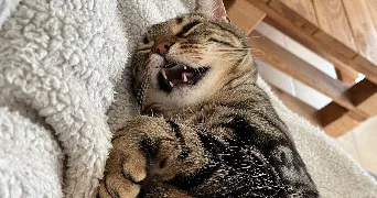 anaïs pet sitter à CHALONNES SUR LOIRE 49290
