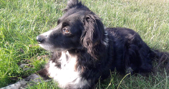 nadège pet sitter à Luzy 58170_2