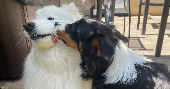 cecilie pet sitter à MONTIGNY LE BRETONNEUX 78180_2