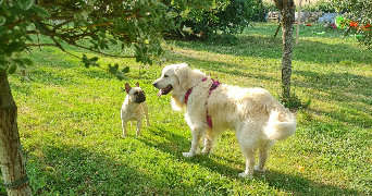 Elodie pet sitter à ST GERMAIN DU BOIS 71330