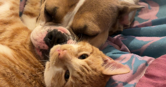océane pet sitter à CHABLIS 89800_0