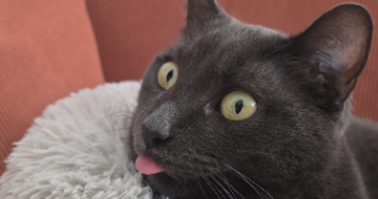 mélanie pet sitter à LEVALLOIS PERRET 92300_2