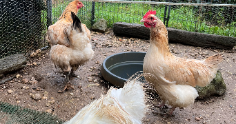 nathan pet sitter à FONTENAY LE COMTE 85200_8