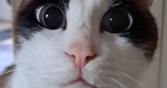 heidi pet sitter à CHEVILLY LARUE 94550_9